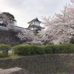 金沢城の桜です