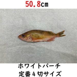 ホワイトパーチ紙です